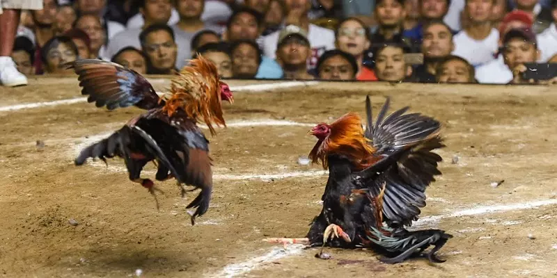 Đá gà VIN777 đa dạng thể loại